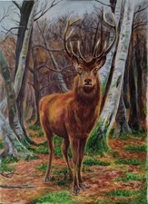  Quadro ad olio su tela.  Il Re Della Foresta.