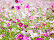 500 semi COSMEA MIX Cosmos bipinnatus Sensation Fiori bianchi, rosa e rossi