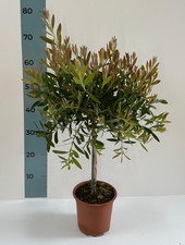 Alberello di Callistemon Citrinus Splendens CERTIFICATA in vaso ⌀17