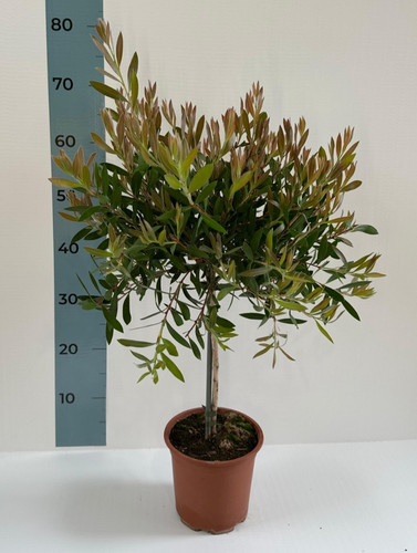 Alberello callistemon - di,