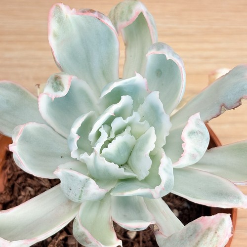 Echeveria hovey variegata - echeveria,