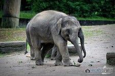 Apple iPad Air 2, 64 GB