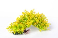 PIANTA FINTA PIANTINA IN