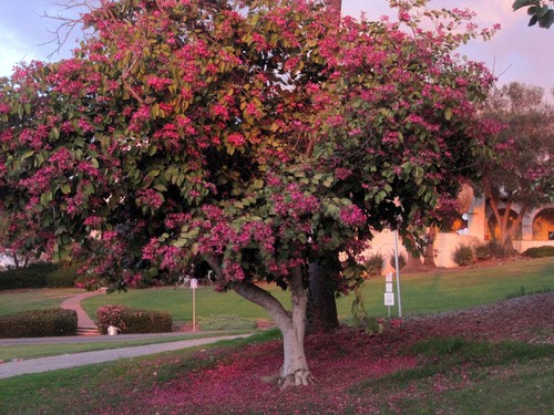 Bauhinia purpurea albero - bauhinia,