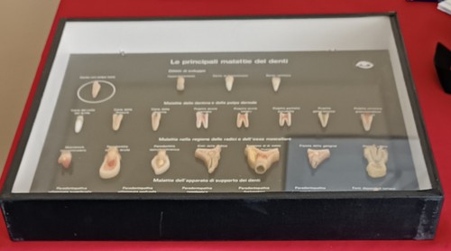 Quadro vetrinetta malattie dei - vetrinetta,