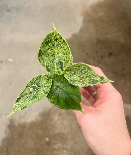 Alocasia dragon scale - alocasia,