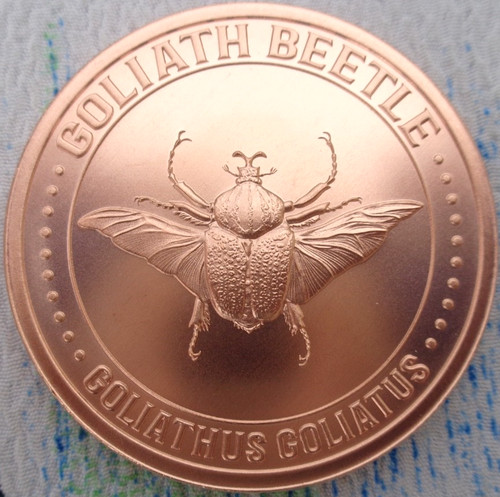 Oncia golia beetle 4 - oncia,
