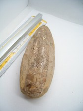 PESCE FOSSILE  - origine
