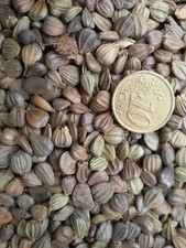 CARPINUS BETULUS, CARPINO