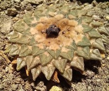 ARIOCARPUS KOTSCHOUBEYANUS ALBIFLORUS from seed 4,2 CM!!! euphorbia aztekium 