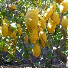 Pianta di Cedro vaso 24 foto