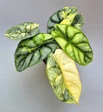Bellissima Alocasia Silver Dragon Aurea Variegata M701