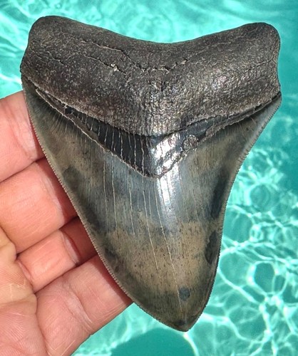 Dente squalo fossile - dente, di