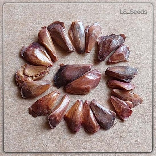 Semi abies pindrow - semi, di