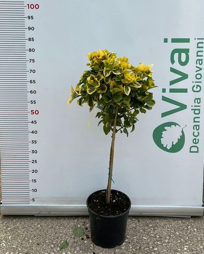 Pianta evonimo japonicus - di,