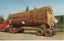 TRONCO DI ABETE GIGANTE