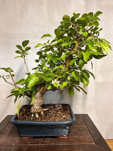 Bonsai melo giapponese ml7 - di,