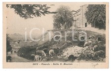 1919 PINEROLO Gregge di pecore