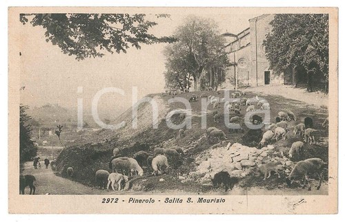 1919 pinerolo gregge pecore - di,