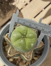 Peyote Cactus Suculenta Fricii