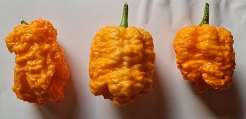 Semi peperoncino - 20, di
