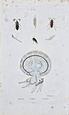 Gravure aquarellée XIXe