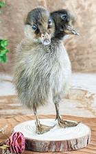 Two Headed Duck Duckling
