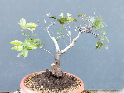 Bonsai leccio robusta 40x12 - leccio,
