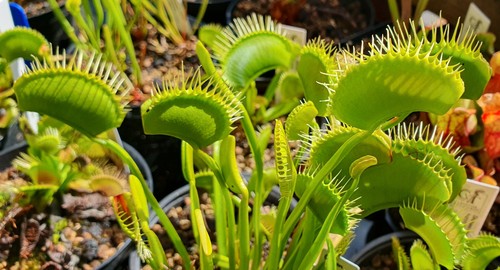 Dionaea muscipula vertical - dionaea,