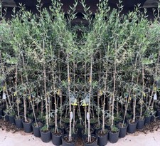 Olivi Itrana pianta da frutto