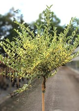 Oro - Ligustro Ligustrum