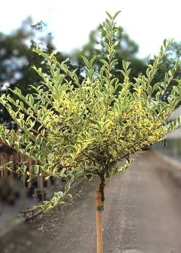 Oro ligustro ligustrum - -,