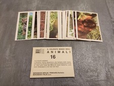 Il colorato mondo degli