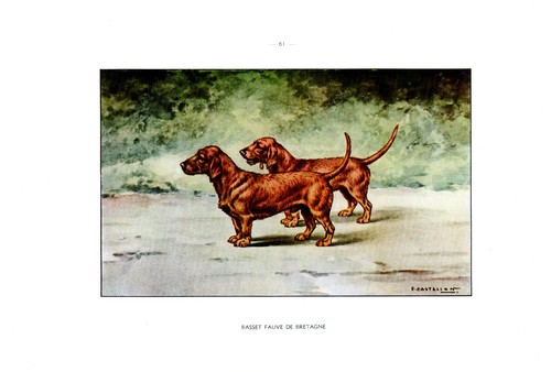 Cane caccia basset fauve - cane, da