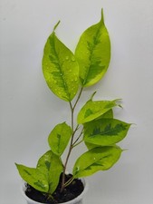 Ficus Benjamina oro giallo