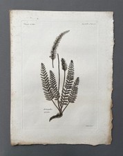 Incisione antica botanica - antica,,