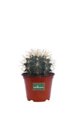 Pianta di Ferocactus cactus