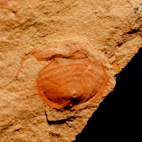 Rarissima specie sconosciuta