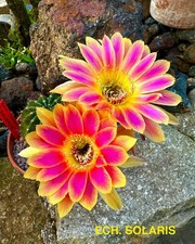 ECHINOPSIS SOLARIS