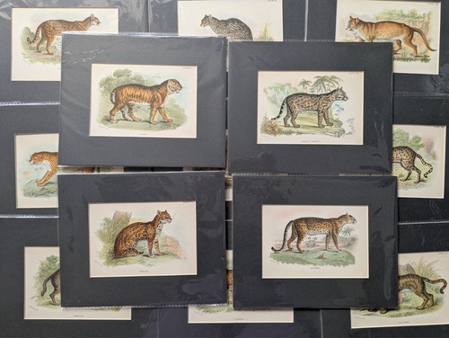 Antico tappetino stampa - , storia