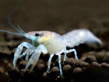 CAMBARELLUS DIMINUTUS GAMBERO