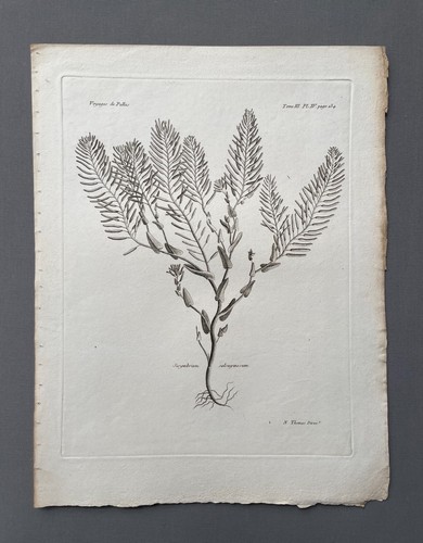 Incisione antica botanica - incisione, antica,