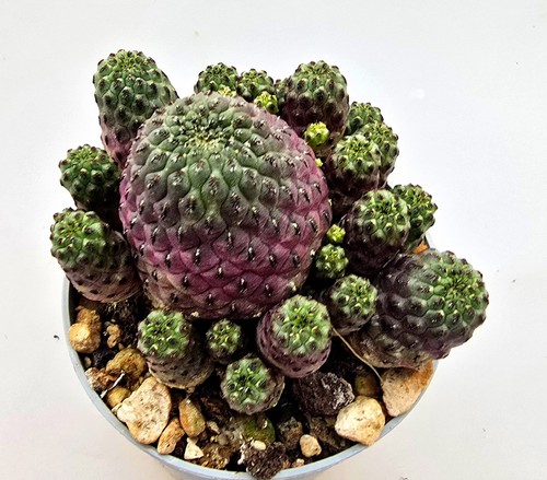 Sulcorebutia rauschii