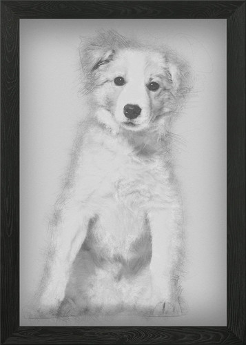 Border collie cucciolo seduto - collie,