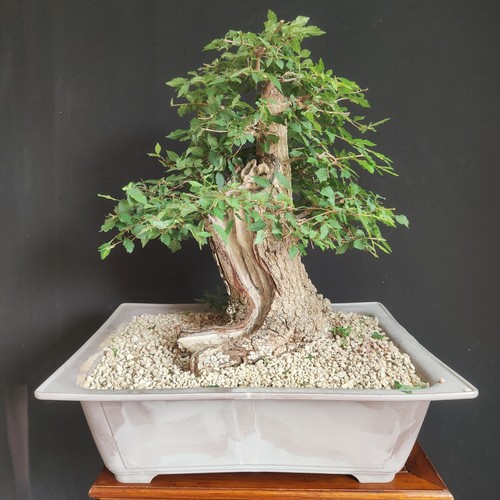 Pre bonsai esemplare olmo - esemplare, di
