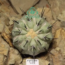 6.8CM Copiapoa cinerea Self