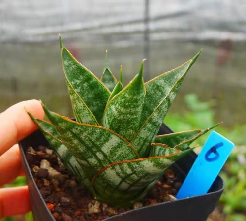 Vendita rara pianta cactus - pianta, di