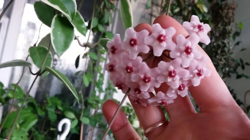 Hoya carnosa rosa splash - carnosa,