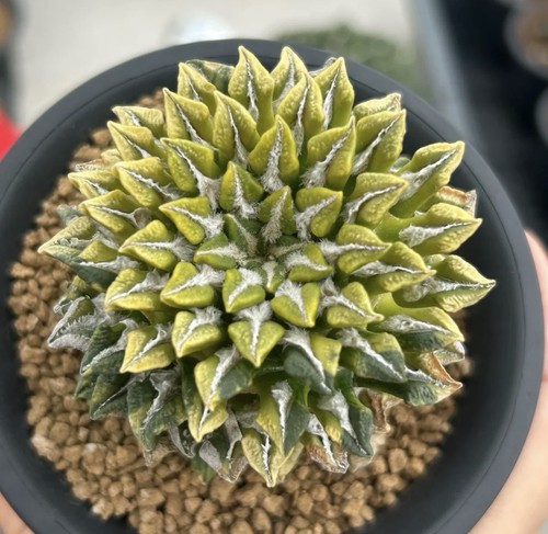 Ariocarpus kotschoubeyanus