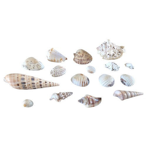 Mixed seashells natural - seashells,